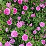Rosa centifolia Flower