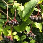 Cornus sanguinea Fruit
