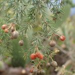 Asparagus umbellatus Fruto