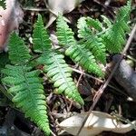 Gymnocarpium robertianum Hoja