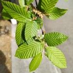 Carpinus orientalis Blad