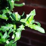 Oenothera laciniata Leaf