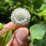 Melanthera nivea Flower