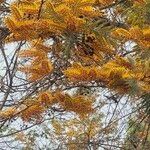 Grevillea robusta Fruto
