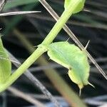 Cirsium pyrenaicum Leaf
