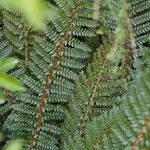 Polystichum vestitum Blad