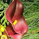 Zantedeschia rehmannii Flower