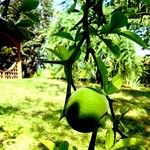 Citrus trifoliata Vrucht