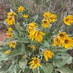 Wyethia sagittata Kvet