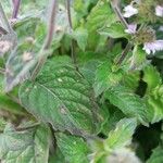 Mentha × piperita Fuelha