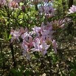 Rhododendron periclymenoides Blomma