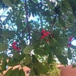 Ilex cassine Fruto