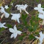 Rhododendron atlanticum Flor