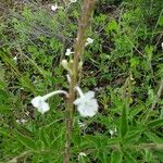 Chascanum hildebrandtii Flower