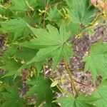 Acer pseudosieboldianum Folha