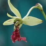 Eulophia flabellata Blüte