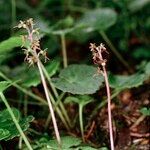 Neottia cordata Habit