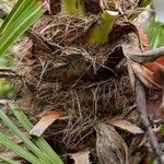 Chamaerops humilis Schors