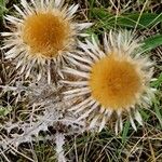 Carlina vulgaris 花
