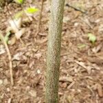 Clethra alnifolia Cortiza