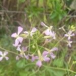 Raphanus raphanistrumFlower