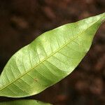 Trichilia cipo Leaf