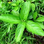 Ficus hispida Blad