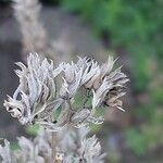 Nepeta grandiflora Fruto