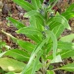 Cynoglossum officinale Leaf