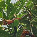 Sideroxylon borbonicum Yaprak