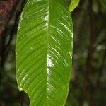 Philodendron ornatum Leaf