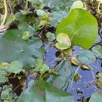 Heteranthera reniformis Folha