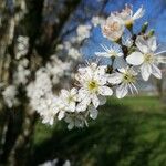 Prunus spinosaFlower