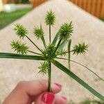 Cyperus strigosus 葉