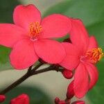 Jatropha integerrimaКвітка