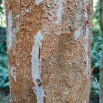 Luma apiculata Escorça