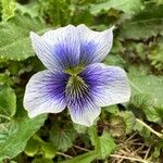 Viola × melissifolia Flower