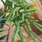 Crassula muscosa Φύλλο