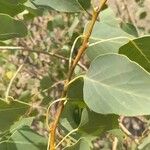 Populus euphratica Yaprak