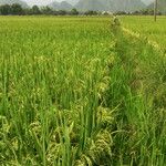 Oryza sativa ᱡᱚ