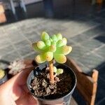 Sedum pachyphyllum Liść