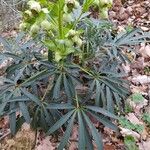 Helleborus foetidus Blad