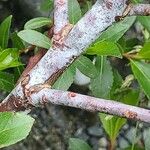 Salix daphnoides പുറംതൊലി