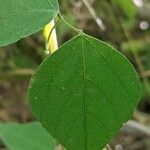 Amphicarpaea bracteata Blad