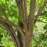 Tilia americana പുറംതൊലി