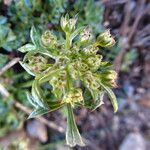 Echinophora spinosa Квітка