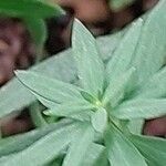 Galium boreale Leaf