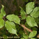 Rubus questieri Övriga