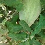 Araujia sericifera Frukt
