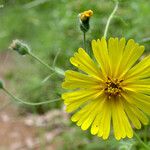 Madia elegans Flower